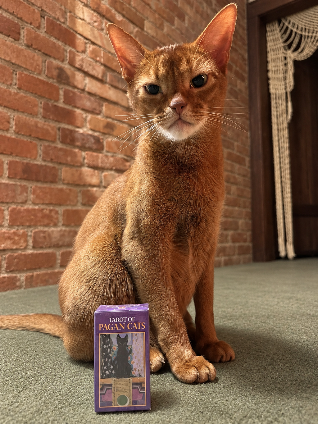Tarot of Pagan Cats tarot deck photographed beside a seated Abyssinian cat
